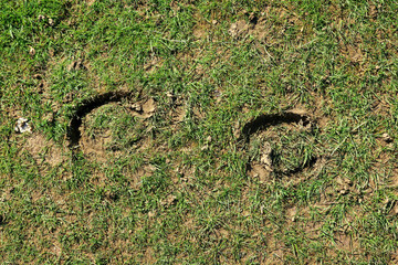 Hoof prints in the green grass