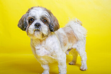 Shih Tzu Dog breed photography shouting in studio
