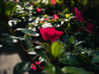 Azalea flower