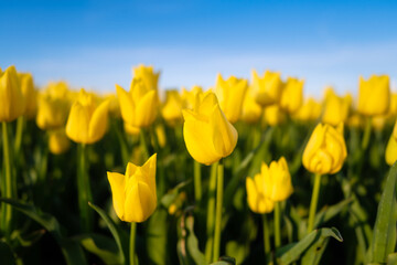 Field with tulips in the Netherlands. Rows on the field. Blooming tulips. season in the Netherlands. Natural landscape. Agriculture. Clear skies and flowers. Photo for background or wallpaper.