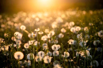 Abwaschbare Fototapete Wiese, Sumpf dandelion field with seeds at sunset