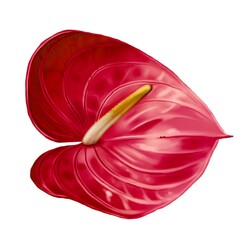 Realistic red anthurium. Watercolor illustration of a flower