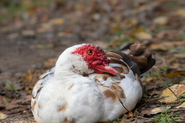 Portrait of a white wild duck.Waterfowl on the river bank. Duck in the water.