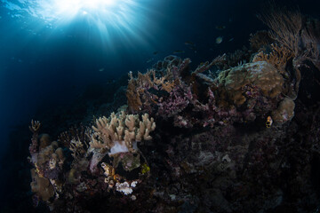 Late afternoon light illuminates a healthy coral reef in Raja Ampat, Indonesia. This remote part of Indonesia is known for its incredible marine biodiversity.