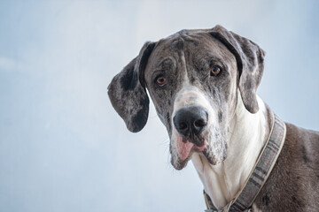 Portrait of Lincoln, a blue merle mantle Great Dane, staring at the camera