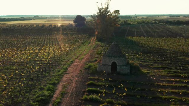 trullo in un vigneto, con i campi di grano verde in primavera, prima del tramonto. Salento, puglia, lizzano, taranto, italy