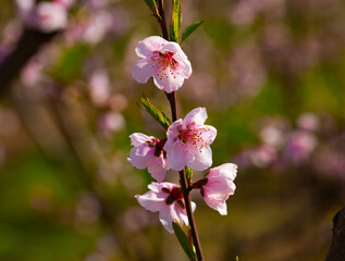 Blooming peach trees in early spring. High quality photo