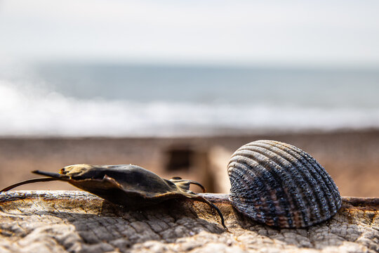 Seashells (and other strandline treasures) - UK Safari