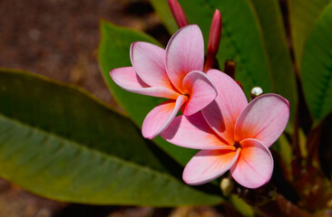 Fototapeta na wymiar Blooming Plumeria rubra or Frangipani with pink flowers close up. Tropical plants concept.Selective focus.