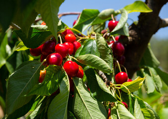 Close up of ripe cherries on trees on sunny day