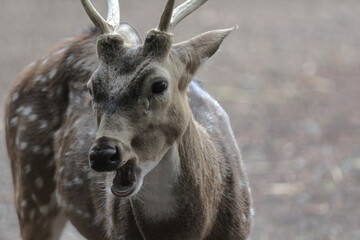 close up portrait of white spotted deer face (Axis axis)