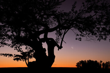Thin crescent moon in orange sky and silhouettes of trees in rural landscape during sunset