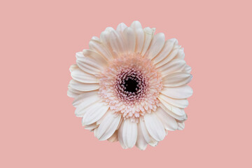 Bright pink daisy, chamomile or Gerbera isolated on bright pink or blush background. Chamomile...