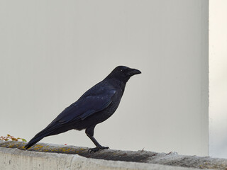 crow on a wall