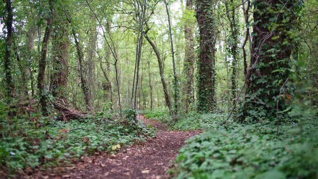 Camera moves along path through lush forest on beautiful day in wood in England