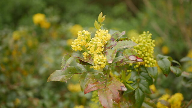 Mahonia holly taken in April close-up