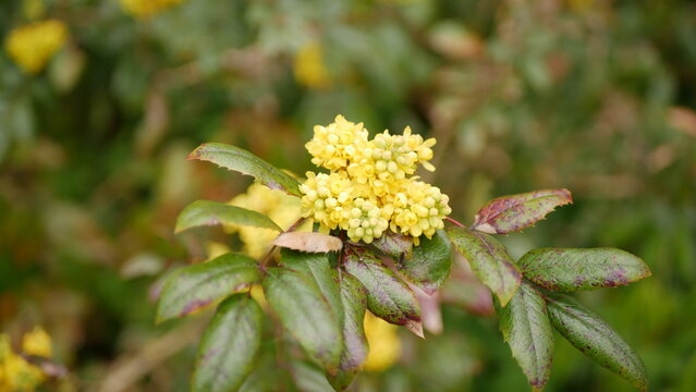 Mahonia holly taken in April close-up