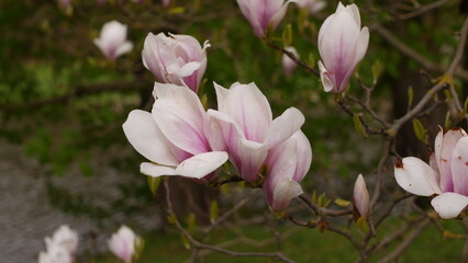 Magnolia blossom closeup in spring
