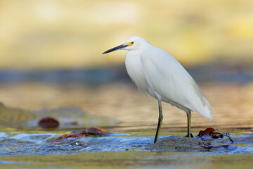Snowy Heron