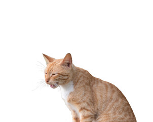 Portrait of a ginger cat, open mouth meowing. Isolated on transparent background.