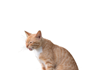 Portrait of a ginger cat, open mouth meowing. Isolated on transparent background.