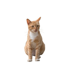 Portrait of a ginger cat, sitting. Cute expression. Isolated on transparent background.