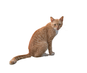 Portrait of a ginger cat, sitting and looking at camera. Isolated on transparent background.