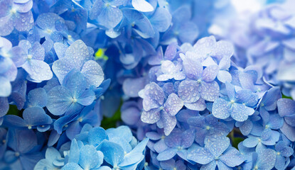 Blue Hydrangea (Hydrangea macrophylla) or Hortensia flower with dew in slight color variations ranging from blue to purple. Focus on middle right flowers. Shallow depth of field for soft dreamy feel. - obrazy, fototapety, plakaty