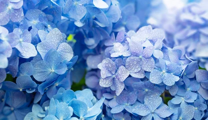Schilderijen op glas Blue Hydrangea (Hydrangea macrophylla) or Hortensia flower with dew in slight color variations ranging from blue to purple. Focus on middle right flowers. Shallow depth of field for soft dreamy feel. © killykoon