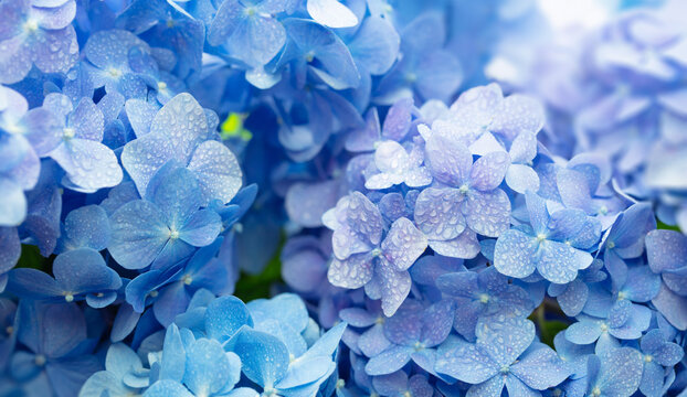 Blue Hydrangea (Hydrangea macrophylla) or Hortensia flower with dew in slight color variations ranging from blue to purple. Focus on middle right flowers. Shallow depth of field for soft dreamy feel. - Powered by Adobe
