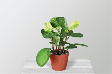 Green house plant in flower pot on a table
