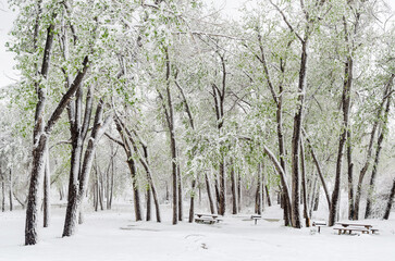 Spring snow covers trees with green leaves