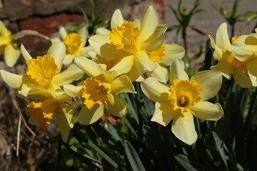 Naklejka na ściany i meble Beautiful yellow daffodils growing outdoors on spring day