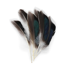 Many beautiful bird feathers isolated on white, top view