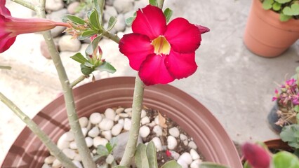 Nice red flower in a pot, in the garden, on a sunny day in spring.