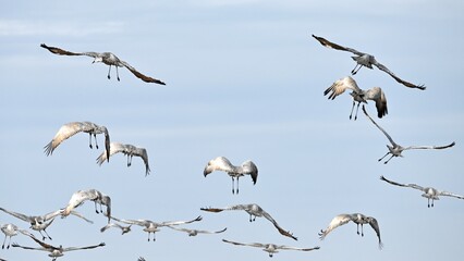 Sandhill Cranes Flying