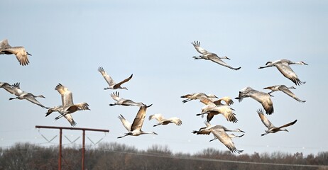 Sandhill Cranes Flying