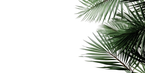 Obraz premium Palm tree leaf isolated on white or transparent background, palm leaves frame with space for text, tropical beach overlay mockup concept