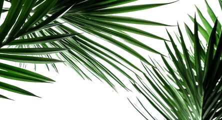 Obraz na płótnie Canvas Palm tree leaf isolated on white or transparent background, palm leaves frame with space for text, tropical beach overlay mockup concept