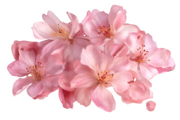 Cherry blossom petals, japanese sakura flowers isolated on transparent background