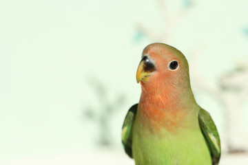 green parrot on a branch