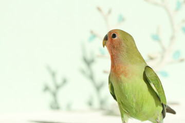 green parrot on branch