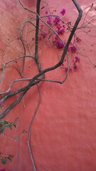tree vine with fiusha colored flowers