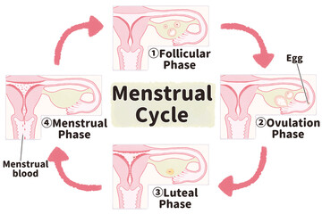 Phases of menstrual cycle diagram; English language PNG
