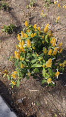 Nice shrub with yellow flowers, in a garden, in spring and a beautiful sunny day.