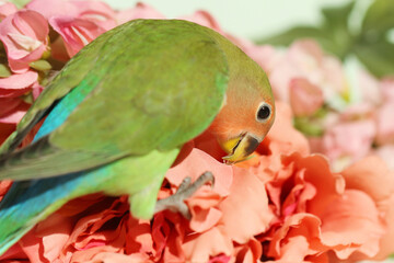 green parrot in flowers