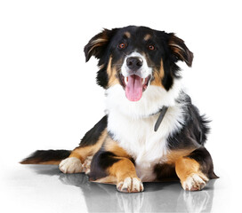 Border collie, portrait and dog with tongue out relax on isolated, transparent and png background. Face, animal and calm puppy resting, curious and sweet, playful and chilling, waiting and watching