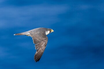 日本海をバックに悠然と飛ぶハヤブサ成鳥