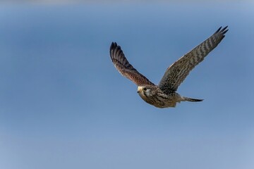 青空映す水面をバックに飛ぶチョウゲンボウ メス
