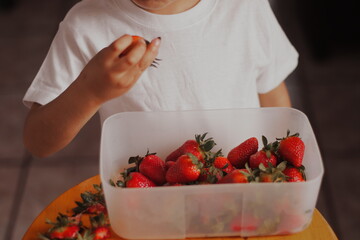 The joy of nature: A preschooler enjoying freshly picked strawberries